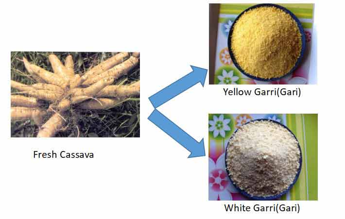 garri_plant